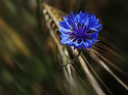 Bławatek, Niebieski, Kwiat, Chaber
